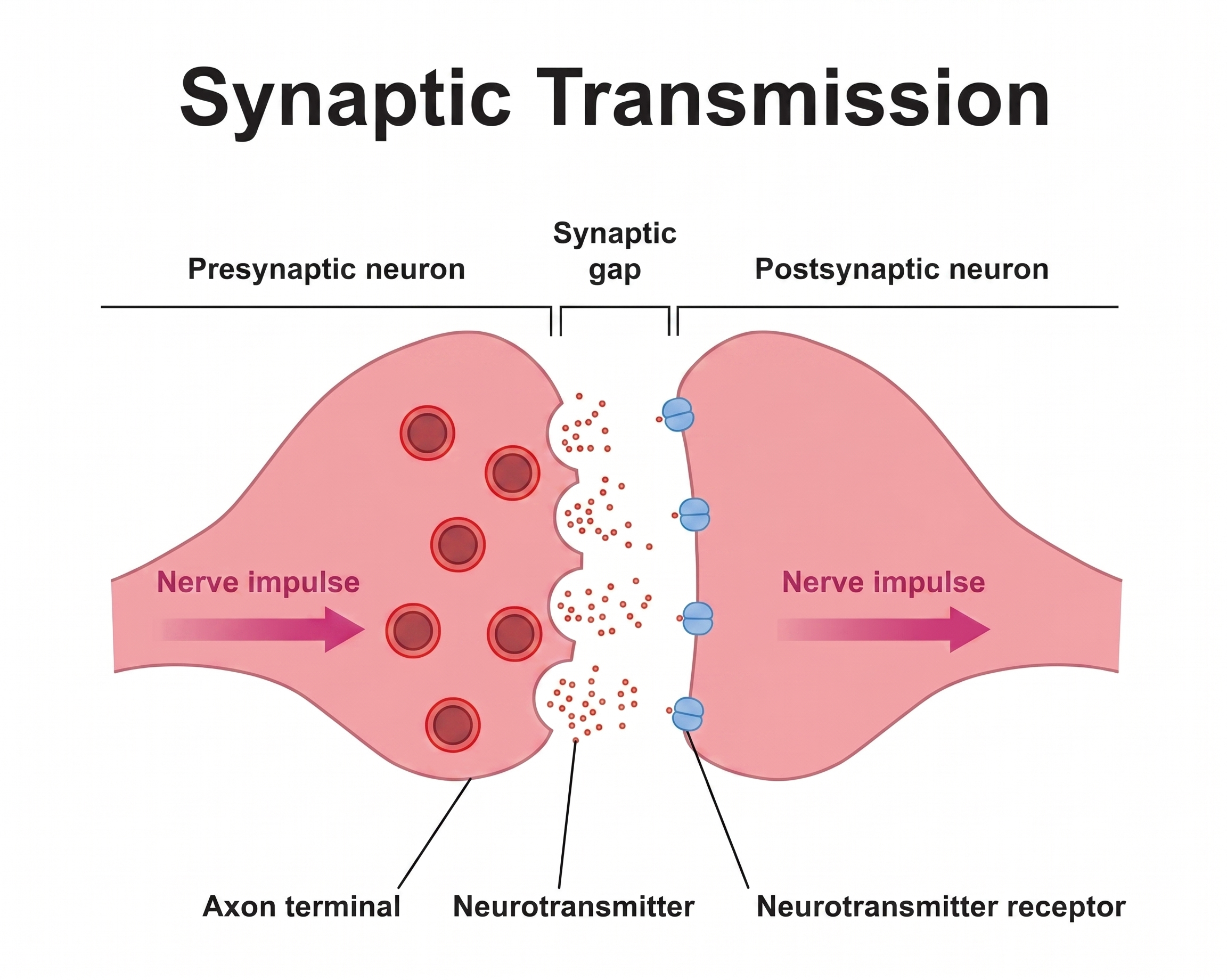 Labeled synapse diagram